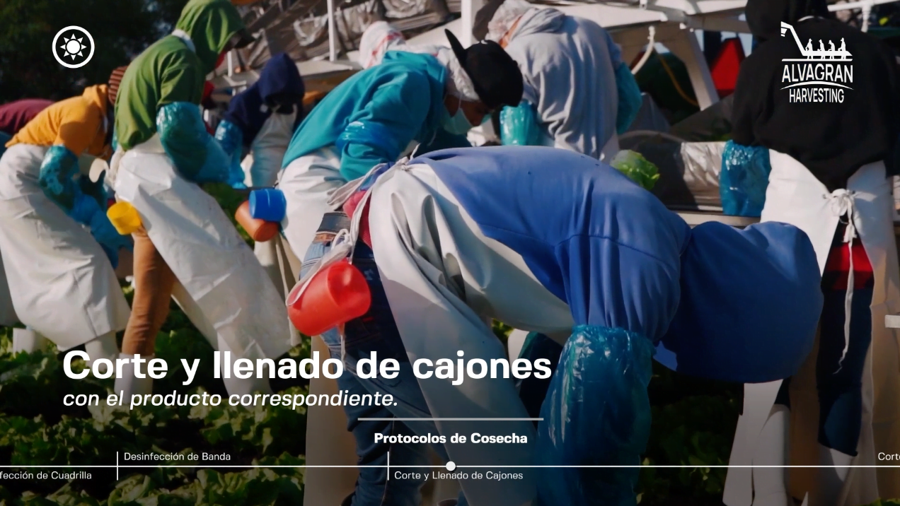 PROCESO DE COSECHA: EMPRESARIAL